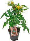 Aktuelle Pflanzen Angebote bei REWE in Mönchengladbach Aktuelles Gemüsepflanzen Tomate Angebot bei REWE in Mönchengladbach ab 4,69 €
