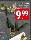 Aktuelles Orchidee Angebot bei E center in Bonn ab 9,99 €