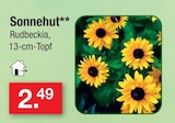 Sonnenhut bei Zimmermann im Cloppenburg Prospekt für 2,49 €