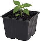 Anzuchttöpfe 12er-Set bei Wreesmann im Prospekt "" für 1,49 €