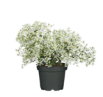 Hagebaumarkt Waldkirchen - Sommerjasmin Angebot im Prospekt Sommerjasmin bei Hagebaumarkt im Waldkirchen Prospekt für 3,49 €