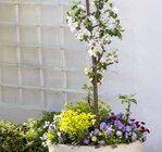 Bio Säulenobst von Kölle Bio im aktuellen Pflanzen Kölle Prospekt für 34,99 €