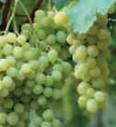 Arbuste Fruitiers en promo à 11,90 € chez Hyper U Arbuste Fruitiers dans le catalogue Hyper U