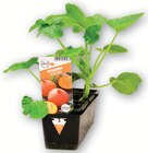 Plants de légumes à 2,79 € dans le catalogue Super U