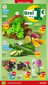 Zucchini im Penny Prospekt "Wer günstig will, muss Penny." mit 34 Seiten (Mannheim)