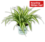 Aktuelle Pflanzen Angebote bei Penny in Heilbronn Aktuelles Grünlilie Angebot bei Penny in Heilbronn ab 2,99 €