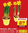 Narzisse 'Tête-à-Tête' Angebote bei toom Baumarkt Ravensburg für 0,79 €