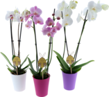 ORCHIDÉE 2 BRANCHES + CACHE POT PLASTIQUE - SANS MARQUE - Auchan Hypermarché à Bordeaux ORCHIDÉE 2 BRANCHES + CACHE POT PLASTIQUE - SANS MARQUE en promo chez Auchan Hypermarché Bordeaux à 13,99 €