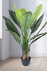 Plante artificielle - HOME CREATION dans le catalogue Aldi