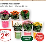 Kalanchoe im Eisbecher im Angebot bei GLOBUS in Pulheim Kalanchoe im Eisbecher Angebote bei GLOBUS Pulheim für 2,49 €