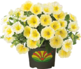 Petunien (Petunia "Bee´s Knees") im Globus-Baumarkt Prospekt Petunien (Petunia "Bee´s Knees") von im aktuellen Globus-Baumarkt Prospekt für 9,99 €