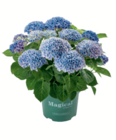 Aktuelles Hortensie Magical Angebot bei toom Baumarkt in Osnabrück ab 27,99 €