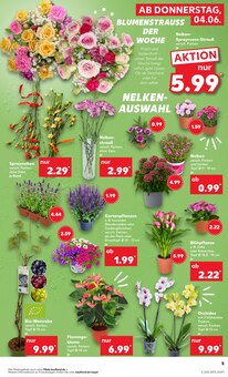 Pflanzen im aktuellen Kaufland Prospekt (Braunschweig) Pflanzen im Kaufland Prospekt "Hier bin ich richtig" mit 62 Seiten (Braunschweig)