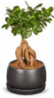 Bonsai im Angebot bei Netto Marken-Discount in Saarbrücken Bonsai Angebote bei Netto Marken-Discount Saarbrücken für 9,99 €