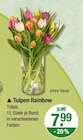 Aktuelles Tulpen Rainbow Angebot bei V-Markt in München ab 7,99 €