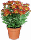Chrysantheme im Angebot bei Netto Marken-Discount in Paderborn Chrysantheme Angebote bei Netto Marken-Discount Paderborn für 2,49 €