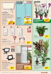 toom Baumarkt Orchidee im Prospekt 