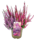 Heidekraut-Trio von Gardenline im aktuellen ALDI SÜD Prospekt für 1,89 €