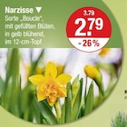 Aktuelles Narzisse Angebot bei V-Markt in Augsburg ab 2,79 €