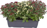 Chrysanthème jardinière - Lidl à Chartres Chrysanthème jardinière en promo chez Lidl Chartres à 6,49 €