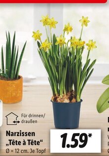 Pflanzen im aktuellen Lidl Prospekt für €1.59
