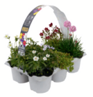 Frühlingsstauden Angebote bei toom Baumarkt Herford für 9,99 €