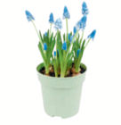 Aktuelles Narzisse 'Tête-à-Tête' Angebot bei toom Baumarkt in Frankfurt (Main) ab 0,99 €