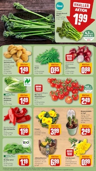 Pflanzen im REWE Prospekt "Dein Markt" mit 32 Seiten (Osnabrück)