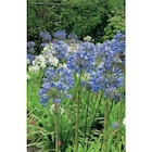 Promo Agapanthe à 11,99 € dans le catalogue Carrefour à Évreux