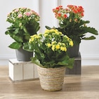 Promo Kalanchoe à 4,99 € dans le catalogue Bi1 à Châtillon-sur-Seine
