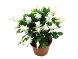 XXL-Schlumbergera Angebote bei Lidl Rodgau für 7,99 €