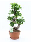 Promo Ficus Ginseng à 39,99 € dans le catalogue Jardiland à La Londe-les-Maures