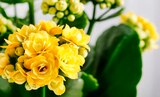 Jardinière de plantes fleuries en promo chez Norma Strasbourg à 7,99 €