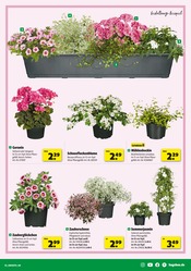 Gartenmöbel im Hagebaumarkt Prospekt in Stralsund Aktueller Hagebaumarkt Prospekt mit Gartenmöbel, "Ab nach draußen? SO günstig geht das!", Seite 3