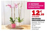 Orchidée Phalaenopsis en promo chez Super U Amiens à 12,99 €