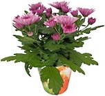 Aktuelles Chrysantheme Angebot bei Penny in Aachen ab 2,99 €