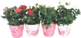 Rosen im V-Markt Prospekt Rosen von im aktuellen V-Markt Prospekt fĂŒr 7,99 âŹ