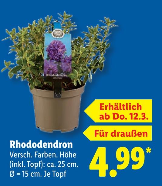 Rhododendron