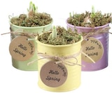 Hyazinthe im REWE Prospekt Hyazinthe von im aktuellen REWE Prospekt für 3,49 €