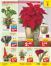 Ähnliche Hortensie Angebote im Prospekt "Aktuelle Angebote" von Netto Marken-Discount in Mühlhausen Ähnliche Angebote wie Hortensie im Prospekt "Aktuelle Angebote" auf Seite 17 von Netto Marken-Discount in Mühlhausen