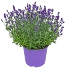Lavendel für 1,69 € bei Kaufland im Angebot Lavendel im aktuellen Kaufland Prospekt