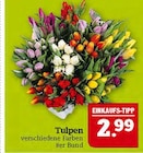 Tulpen Angebote bei Marktkauf Plauen für 2,99 €