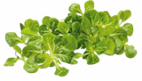 Bio Feldsalat Angebot in Tröbitz Bio Feldsalat im aktuellen Prospekt bei Netto Marken-Discount in Tröbitz