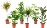 PLANTES VERTES - SANS MARQUE en promo chez Auchan Supermarché Nanterre à 6,49 €