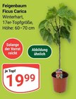 Feigenbaum im Angebot bei GLOBUS in Kaiserslautern Feigenbaum Angebote bei GLOBUS Kaiserslautern für 19,99 €