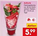 Anthurie von  im aktuellen Netto Marken-Discount Prospekt für 5,99 €