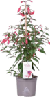 Fuchsien Pyramide Angebote bei Globus-Baumarkt St. Ingbert für 6,99 €