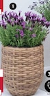 SCHOPF-LAVENDEL Angebote bei Dehner Garten-Center Saarbrücken für 9,99 €