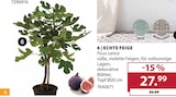 Echte Feige im aktuellen Dehner Garten-Center Prospekt für 27,99 €