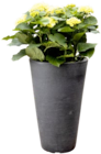 Thomas Philipps Mulda - Ballhortensie Angebot im Prospekt Ballhortensie bei Thomas Philipps im Mulda Prospekt für 6,98 €